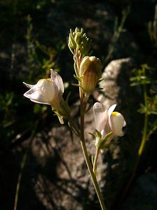 Linaria repens (Plantaginaceae)  - Linaire rampante - Pale Toadflax Isere [France] 01/08/2002 - 1070m