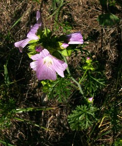 Malva moschata (Malvaceae)  - Mauve musquée - Musk-mallow Isere [France] 01/08/2002 - 1070m