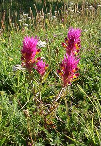 Melampyrum arvense (Orobanchaceae)  - Mélampyre des champs, Rougeole - Field Cow-wheat Alpes-de-Haute-Provence [France] 04/08/2002 - 1470m