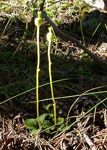 Moneses uniflora (Ericaceae)  - Monésès à une fleur, Pyrole uniflore, Pyrole à une fleur - One-flowered Wintergreen Hautes-Alpes [France] 04/08/2002 - 1830m