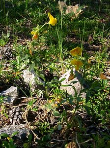 Ononis natrix (Fabaceae)  - Bugrane gluante, Bugrane jaune, Bugrane fétide, Coquesigrue - Yellow Restharrow Hautes-Alpes [France] 04/08/2002 - 1830m