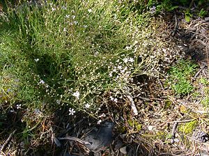 Petrorhagia saxifraga (Caryophyllaceae)  - Pétrorhagie saxifrage, oeillet saxifrage, oeillet des rochers - Tunicflower Hautes-Alpes [France] 05/08/2002 - 1830m