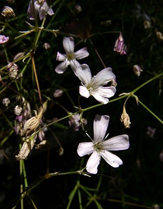Petrorhagia saxifraga (Caryophyllaceae)  - Pétrorhagie saxifrage, oeillet saxifrage, oeillet des rochers - Tunicflower Hautes-Alpes [France] 05/08/2002 - 1830m