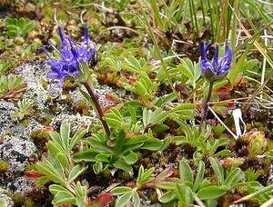 Phyteuma globulariifolium subsp. pedemontanum (Campanulaceae)  - Raiponce du Piémont Savoie [France] 06/08/2002 - 2750m