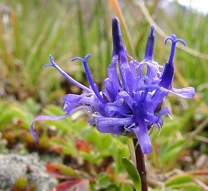 Phyteuma globulariifolium subsp. pedemontanum (Campanulaceae)  - Raiponce du Piémont Savoie [France] 06/08/2002 - 2750m