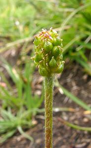 Plantago atrata (Plantaginaceae)  - Plantain noirâtre Savoie [France] 06/08/2002 - 2750m