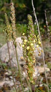 Plantago maritima (Plantaginaceae)  - Plantain maritime - Sea Plantain Hautes-Alpes [France] 05/08/2002 - 1830m