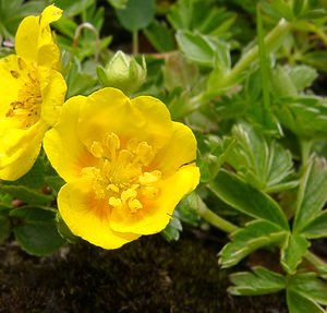 Potentilla aurea (Rosaceae)  - Potentille dorée Savoie [France] 06/08/2002 - 2750m