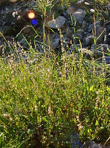 Rumex scutatus (Polygonaceae)  - Patience à bouclier, Oseille ronde, Oseille à écusson, Oseille en écusson - French Sorrel Isere [France] 01/08/2002 - 1070m