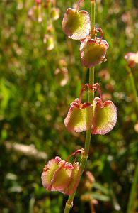 Rumex scutatus (Polygonaceae)  - Patience à bouclier, Oseille ronde, Oseille à écusson, Oseille en écusson - French Sorrel Isere [France] 01/08/2002 - 1070m