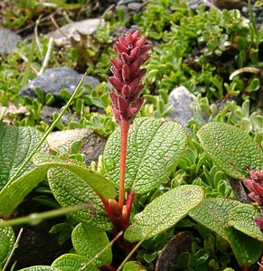 Salix reticulata (Salicaceae)  - Saule réticulé, Saule à réseau, Saule à feuilles réticulées - Net-leaved Willow Savoie [France] 06/08/2002 - 2750m