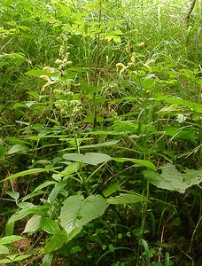 Salvia glutinosa (Lamiaceae)  - Sauge glutineuse, Ormin gluant - Sticky Clary Haute-Savoie [France] 07/08/2002 - 740m