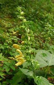 Salvia glutinosa (Lamiaceae)  - Sauge glutineuse, Ormin gluant - Sticky Clary Haute-Savoie [France] 07/08/2002 - 740m
