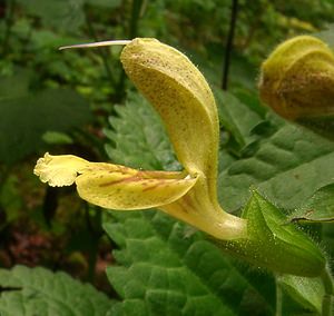 Salvia glutinosa (Lamiaceae)  - Sauge glutineuse, Ormin gluant - Sticky Clary Haute-Savoie [France] 07/08/2002 - 740m