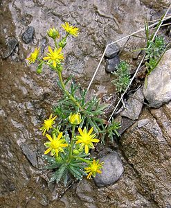 Saxifraga aizoides (Saxifragaceae)  - Saxifrage faux aizoon, Saxifrage cilié, Faux aizoon - Yellow Saxifrage Alpes-de-Haute-Provence [France] 03/08/2002 - 1660m