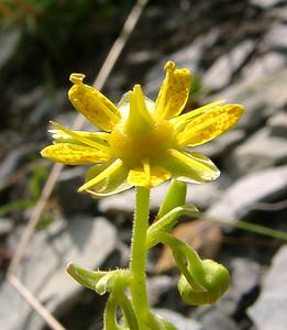 Saxifraga aizoides (Saxifragaceae)  - Saxifrage faux aizoon, Saxifrage cilié, Faux aizoon - Yellow Saxifrage Alpes-de-Haute-Provence [France] 03/08/2002 - 1660m