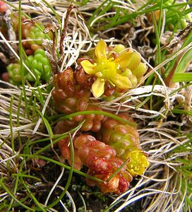 Sedum alpestre (Crassulaceae)  - Orpin alpestre, Orpin des Alpes Savoie [France] 06/08/2002 - 2750m