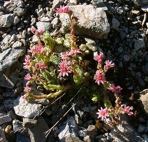 Sempervivum arachnoideum (Crassulaceae)  - Joubarbe toile-d'araignée - Cobweb House-leek Isere [France] 01/08/2002 - 1070m