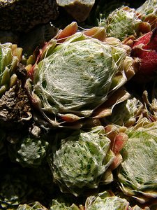 Sempervivum arachnoideum (Crassulaceae)  - Joubarbe toile-d'araignée - Cobweb House-leek Isere [France] 01/08/2002 - 1070m