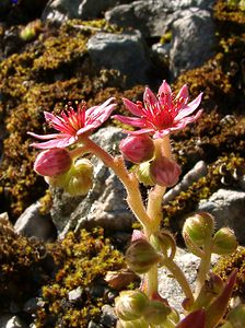 Sempervivum arachnoideum (Crassulaceae)  - Joubarbe toile-d'araignée - Cobweb House-leek Isere [France] 01/08/2002 - 1070m