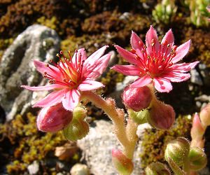 Sempervivum arachnoideum (Crassulaceae)  - Joubarbe toile-d'araignée - Cobweb House-leek Isere [France] 01/08/2002 - 1070m