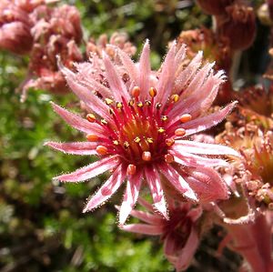 Sempervivum tectorum (Crassulaceae)  - Joubarbe des toits, Grande joubarbe - House-leek Isere [France] 01/08/2002 - 1070m