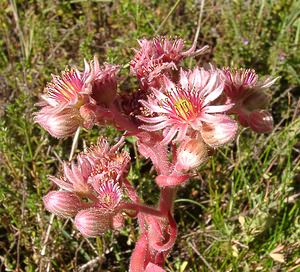 Sempervivum tectorum (Crassulaceae)  - Joubarbe des toits, Grande joubarbe - House-leek Isere [France] 01/08/2002 - 1070m