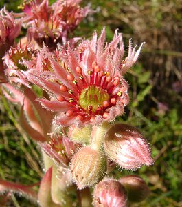 Sempervivum tectorum (Crassulaceae)  - Joubarbe des toits, Grande joubarbe - House-leek Isere [France] 01/08/2002 - 1070m