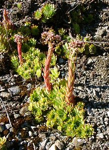 Sempervivum tectorum (Crassulaceae)  - Joubarbe des toits, Grande joubarbe - House-leek Isere [France] 01/08/2002 - 1070m