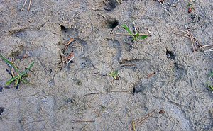 Sus scrofa (Suidae)  - Sanglier - Wild Boar, Razorback Hautes-Alpes [France] 04/08/2002 - 1830m