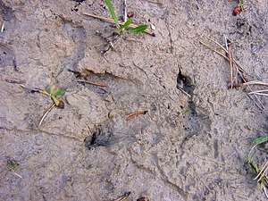 Sus scrofa (Suidae)  - Sanglier - Wild Boar, Razorback Hautes-Alpes [France] 04/08/2002 - 1830mempreintes caract?ristiques