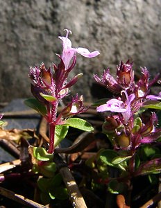 Thymus serpyllum (Lamiaceae)  - Thym serpolet, Serpolet à feuilles étroites - Breckland Thyme Hautes-Alpes [France] 05/08/2002 - 1830m