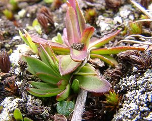 Viscaria alpina (Caryophyllaceae)  - Viscaire des Alpes, Silène de Suède Savoie [France] 06/08/2002 - 2750m