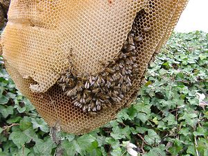 Apis mellifera (Apidae)  - Abeille domestique, Abeille européenne, Abeille mellifère, Mouche à miel - Honey Bee Nord [France] 30/11/2002 - 30m