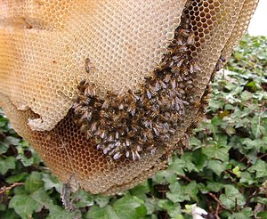 Apis mellifera (Apidae)  - Abeille domestique, Abeille européenne, Abeille mellifère, Mouche à miel - Honey Bee Nord [France] 30/11/2002 - 30m