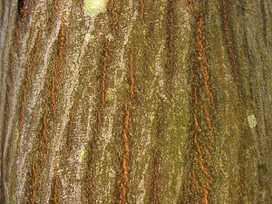 Carpinus betulus (Betulaceae)  - Charme commun, Charme, Charmille - Hornbeam Pas-de-Calais [France] 18/01/2003 - 160m