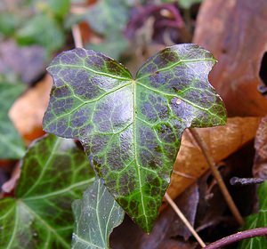 Hedera helix (Araliaceae)  - Lierre grimpant, Herbe de saint Jean, Lierre commun - English ivy, Common ivy, European ivy, Ivy, Needlepoint ivy, Ripple ivy Pas-de-Calais [France] 18/01/2003 - 160m