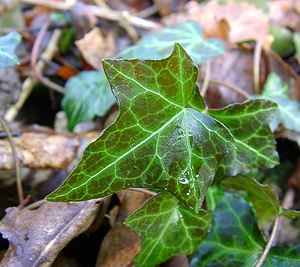 Hedera helix (Araliaceae)  - Lierre grimpant, Herbe de saint Jean, Lierre commun - English ivy, Common ivy, European ivy, Ivy, Needlepoint ivy, Ripple ivy Pas-de-Calais [France] 18/01/2003 - 160m