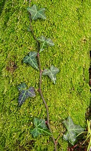 Hedera helix (Araliaceae)  - Lierre grimpant, Herbe de saint Jean, Lierre commun - English ivy, Common ivy, European ivy, Ivy, Needlepoint ivy, Ripple ivy Pas-de-Calais [France] 18/01/2003 - 160m