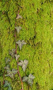 Hedera helix (Araliaceae)  - Lierre grimpant, Herbe de saint Jean, Lierre commun - English ivy, Common ivy, European ivy, Ivy, Needlepoint ivy, Ripple ivy Pas-de-Calais [France] 18/01/2003 - 160m