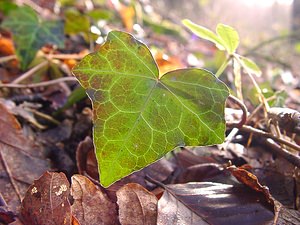 Hedera helix (Araliaceae)  - Lierre grimpant, Herbe de saint Jean, Lierre commun - English ivy, Common ivy, European ivy, Ivy, Needlepoint ivy, Ripple ivy Pas-de-Calais [France] 18/01/2003 - 160m