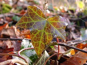 Hedera helix (Araliaceae)  - Lierre grimpant, Herbe de saint Jean, Lierre commun - English ivy, Common ivy, European ivy, Ivy, Needlepoint ivy, Ripple ivy Pas-de-Calais [France] 18/01/2003 - 160m