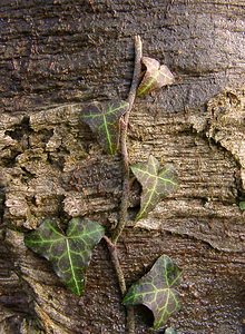 Hedera helix (Araliaceae)  - Lierre grimpant, Herbe de saint Jean, Lierre commun - English ivy, Common ivy, European ivy, Ivy, Needlepoint ivy, Ripple ivy Pas-de-Calais [France] 18/01/2003 - 160m