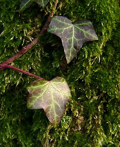 Hedera helix (Araliaceae)  - Lierre grimpant, Herbe de saint Jean, Lierre commun - English ivy, Common ivy, European ivy, Ivy, Needlepoint ivy, Ripple ivy Pas-de-Calais [France] 18/01/2003 - 160m