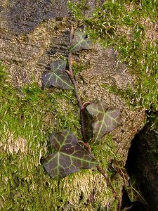 Hedera helix (Araliaceae)  - Lierre grimpant, Herbe de saint Jean, Lierre commun - English ivy, Common ivy, European ivy, Ivy, Needlepoint ivy, Ripple ivy Pas-de-Calais [France] 18/01/2003 - 160m