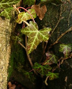 Hedera helix (Araliaceae)  - Lierre grimpant, Herbe de saint Jean, Lierre commun - English ivy, Common ivy, European ivy, Ivy, Needlepoint ivy, Ripple ivy Pas-de-Calais [France] 18/01/2003 - 160m