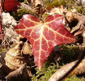 Hedera helix (Araliaceae)  - Lierre grimpant, Herbe de saint Jean, Lierre commun - English ivy, Common ivy, European ivy, Ivy, Needlepoint ivy, Ripple ivy Aisne [France] 22/02/2003 - 110m