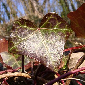 Hedera helix (Araliaceae)  - Lierre grimpant, Herbe de saint Jean, Lierre commun - English ivy, Common ivy, European ivy, Ivy, Needlepoint ivy, Ripple ivy Aisne [France] 22/02/2003 - 110m