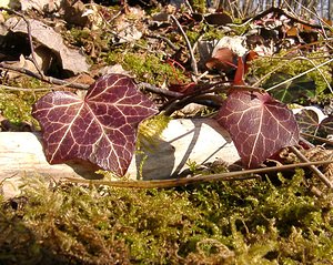 Hedera helix (Araliaceae)  - Lierre grimpant, Herbe de saint Jean, Lierre commun - English ivy, Common ivy, European ivy, Ivy, Needlepoint ivy, Ripple ivy Aisne [France] 22/02/2003 - 110m