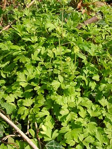 Adoxa moschatellina (Viburnaceae)  - Muscatelle, Adoxe musquée - Moschatel Aisne [France] 30/03/2003 - 160m